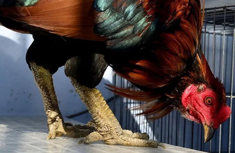 Gà lắc mặt có một lối chơi vô cùng cuốn hút để chiến thắng