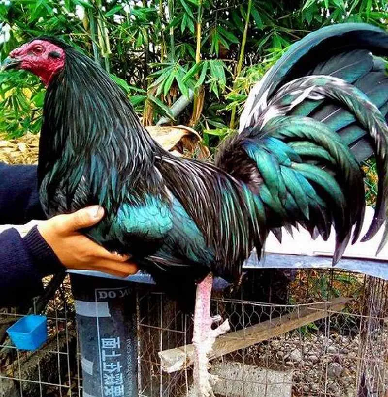 Những bệnh dịch này có thể điều trị được nhanh chóng