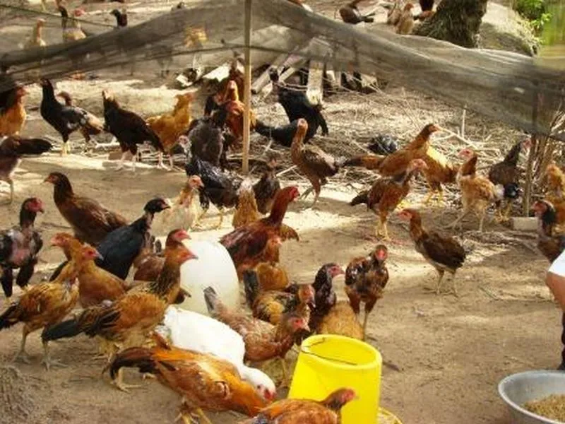 Bệnh cúm gia cầm khá nguy hiểm có thể lây sang cho người