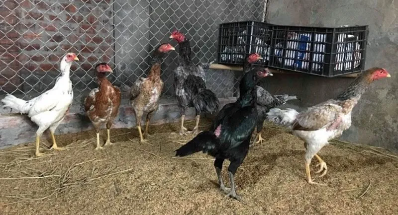 Với gà 6 tháng tuổi thì việc chăm sóc sẽ hơi cực