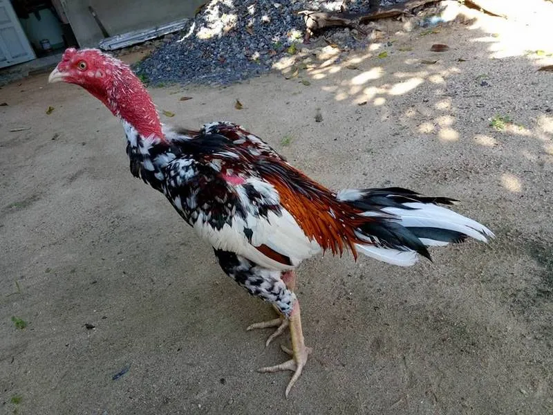 Cách để nhận biết gà ngũ sắc cho anh em người mới