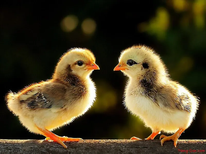 Tình trạng chung thường thấy ở gà bị chướng diều khô chân 